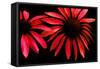 Red Echinacea-Ike Leahy-Framed Stretched Canvas