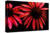 Red Echinacea-Ike Leahy-Stretched Canvas