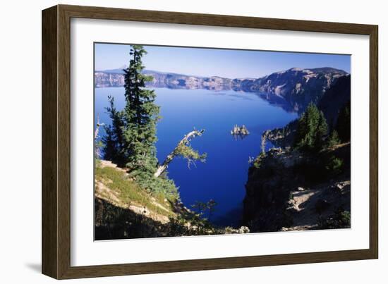 Red Elderberry (Sambucus Racemosa) with Phantom Ship Island in Crater Lake-null-Framed Photographic Print