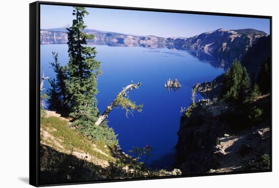 Red Elderberry (Sambucus Racemosa) with Phantom Ship Island in Crater Lake-null-Framed Stretched Canvas