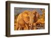 Red Elephant family, Tsavo West National Park, Africa-John Wilson-Framed Photographic Print