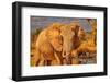 Red Elephant family, Tsavo West National Park, Africa-John Wilson-Framed Photographic Print