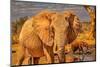 Red Elephant family, Tsavo West National Park, Africa-John Wilson-Mounted Photographic Print