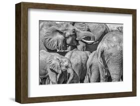 Red Elephant family, Tsavo West National Park, Africa-John Wilson-Framed Photographic Print