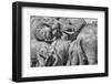 Red Elephant family, Tsavo West National Park, Africa-John Wilson-Framed Photographic Print