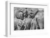 Red Elephant family, Tsavo West National Park, Africa-John Wilson-Framed Photographic Print