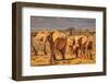 Red Elephant family, Tsavo West National Park, Africa-John Wilson-Framed Photographic Print