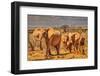 Red Elephant family, Tsavo West National Park, Africa-John Wilson-Framed Photographic Print