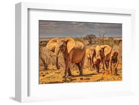 Red Elephant family, Tsavo West National Park, Africa-John Wilson-Framed Photographic Print