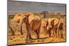 Red Elephant family, Tsavo West National Park, Africa-John Wilson-Mounted Photographic Print