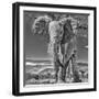 Red Elephant scratching, Tsavo West National Park, Africa-John Wilson-Framed Photographic Print