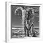 Red Elephant scratching, Tsavo West National Park, Africa-John Wilson-Framed Photographic Print