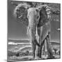 Red Elephant scratching, Tsavo West National Park, Africa-John Wilson-Mounted Photographic Print