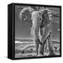 Red Elephant scratching, Tsavo West National Park, Africa-John Wilson-Framed Stretched Canvas