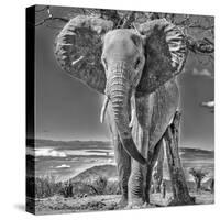 Red Elephant scratching, Tsavo West National Park, Africa-John Wilson-Stretched Canvas