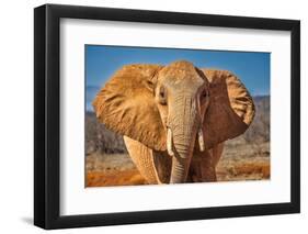 Red Elephant, Tsavo West National Park, Africa-John Wilson-Framed Photographic Print