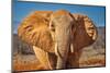 Red Elephant, Tsavo West National Park, Africa-John Wilson-Mounted Photographic Print