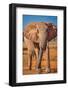 Red Elephant, Tsavo West National Park, Africa-John Wilson-Framed Photographic Print