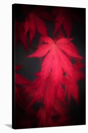 Red Emotion-Philippe Sainte-Laudy-Stretched Canvas