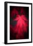 Red Emotion-Philippe Sainte-Laudy-Framed Premium Photographic Print