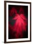 Red Emotion-Philippe Sainte-Laudy-Framed Photographic Print