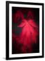 Red Emotion-Philippe Sainte-Laudy-Framed Photographic Print