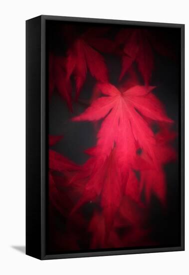 Red Emotion-Philippe Sainte-Laudy-Framed Stretched Canvas