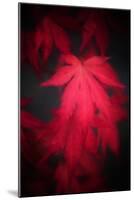 Red Emotion-Philippe Sainte-Laudy-Mounted Photographic Print