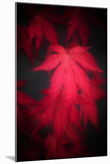 Red Emotion-Philippe Sainte-Laudy-Mounted Photographic Print