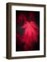 Red Emotion-Philippe Sainte-Laudy-Framed Photographic Print