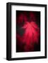 Red Emotion-Philippe Sainte-Laudy-Framed Photographic Print
