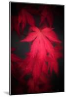 Red Emotion-Philippe Sainte-Laudy-Mounted Photographic Print
