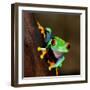 Red-Eye Frog Agalychnis Callidryas in Terrarium-Aleksey Stemmer-Framed Photographic Print