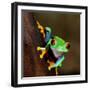 Red-Eye Frog Agalychnis Callidryas in Terrarium-Aleksey Stemmer-Framed Photographic Print