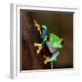 Red-Eye Frog Agalychnis Callidryas in Terrarium-Aleksey Stemmer-Framed Photographic Print