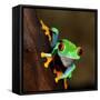 Red-Eye Frog Agalychnis Callidryas in Terrarium-Aleksey Stemmer-Framed Stretched Canvas