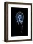 Red Eye Medusa (Polyorchis Penicillatus) with Hitchhiking Amphipods (Hyperia Medusarum)-Alex Mustard-Framed Photographic Print