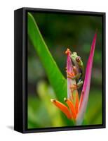 Red-Eye Tree Frog, Costa Rica-Keren Su-Framed Stretched Canvas
