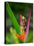 Red-Eye Tree Frog, Costa Rica-Keren Su-Stretched Canvas