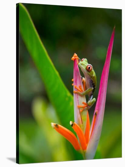 Red-Eye Tree Frog, Costa Rica-Keren Su-Stretched Canvas