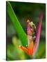 Red-Eye Tree Frog, Costa Rica-Keren Su-Stretched Canvas