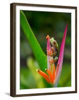 Red-Eye Tree Frog, Costa Rica-Keren Su-Framed Premium Photographic Print