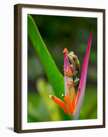 Red-Eye Tree Frog, Costa Rica-Keren Su-Framed Premium Photographic Print