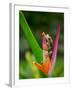 Red-Eye Tree Frog, Costa Rica-Keren Su-Framed Premium Photographic Print
