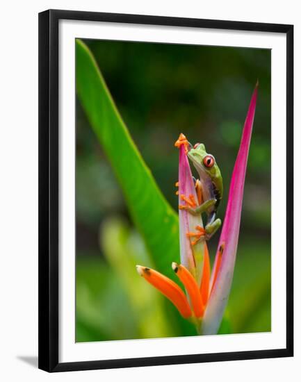 Red-Eye Tree Frog, Costa Rica-Keren Su-Framed Premium Photographic Print