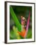 Red-Eye Tree Frog, Costa Rica-Keren Su-Framed Premium Photographic Print