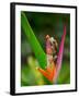 Red-Eye Tree Frog, Costa Rica-Keren Su-Framed Premium Photographic Print