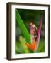 Red-Eye Tree Frog, Costa Rica-Keren Su-Framed Photographic Print