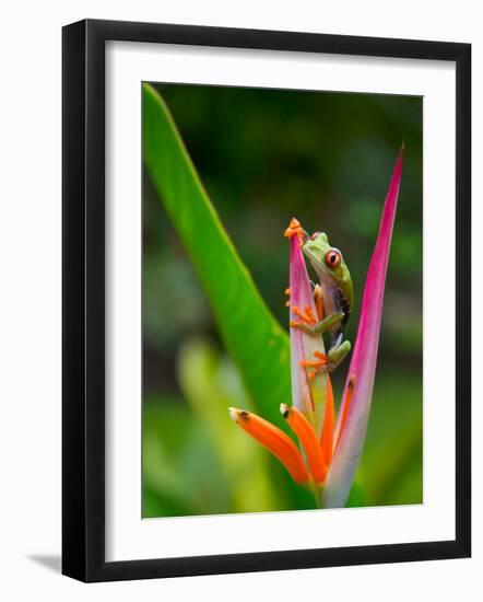 Red-Eye Tree Frog, Costa Rica-Keren Su-Framed Photographic Print