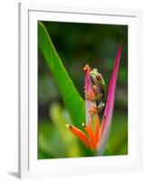 Red-Eye Tree Frog, Costa Rica-Keren Su-Framed Photographic Print